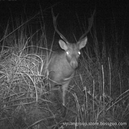 5.0MP PIR Trail/Hunting Camera with 2GB SD Memory Card